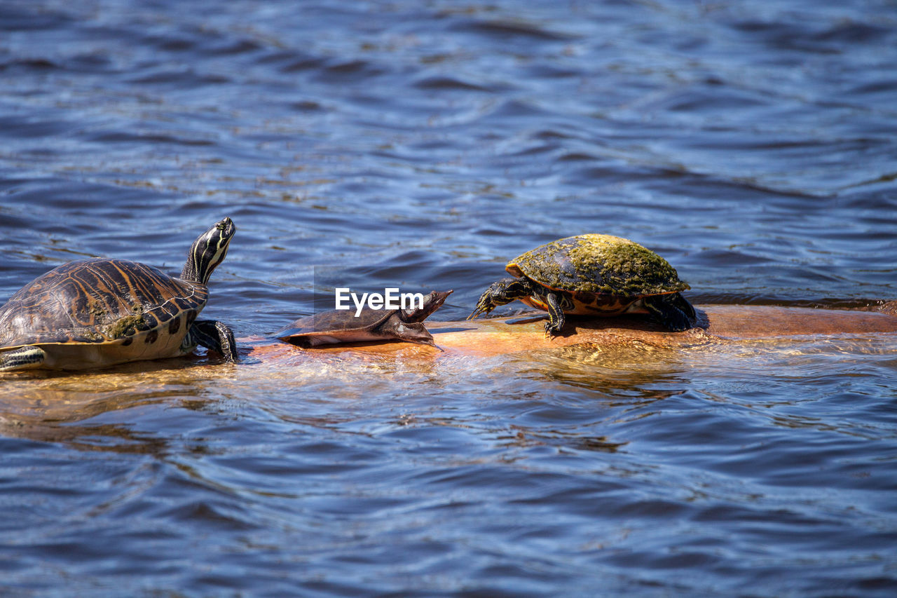 VIEW OF TURTLE IN SEA