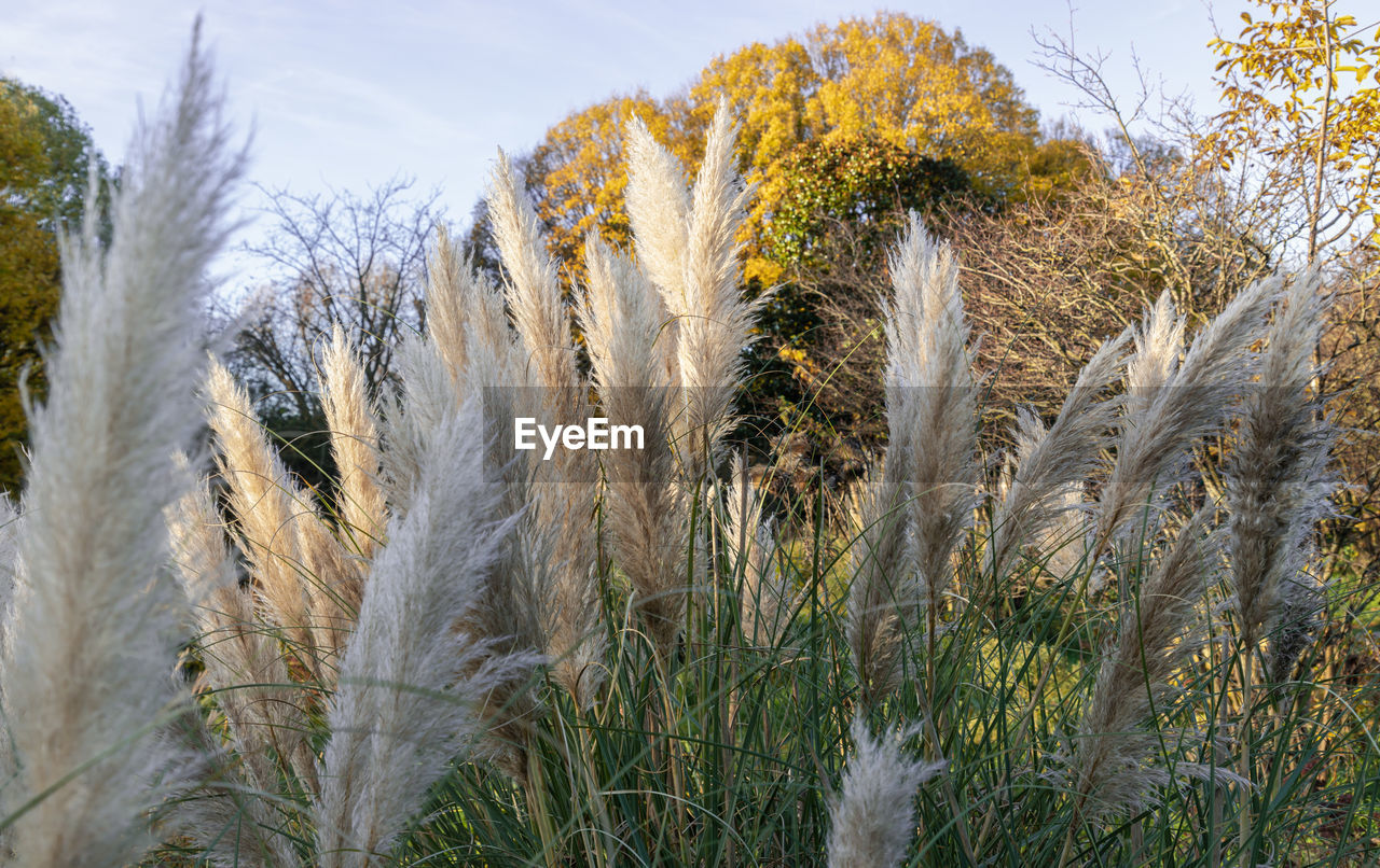 close-up of plants growing in field