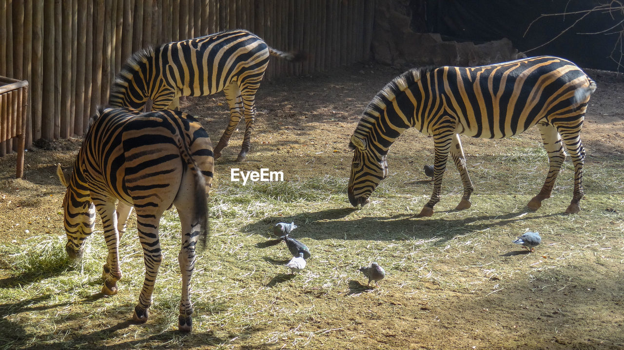 View of zebras eating on field