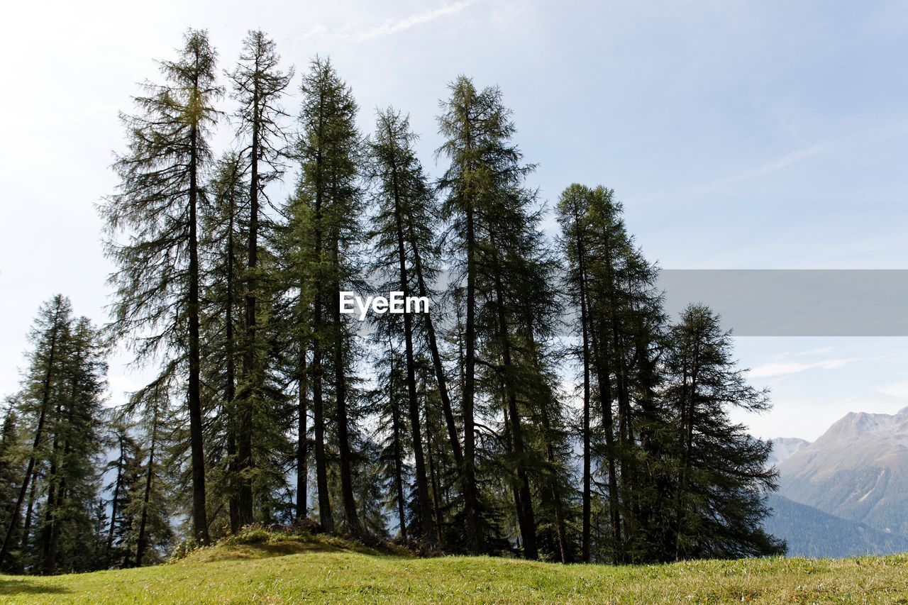 Low angle view of pine trees in forest