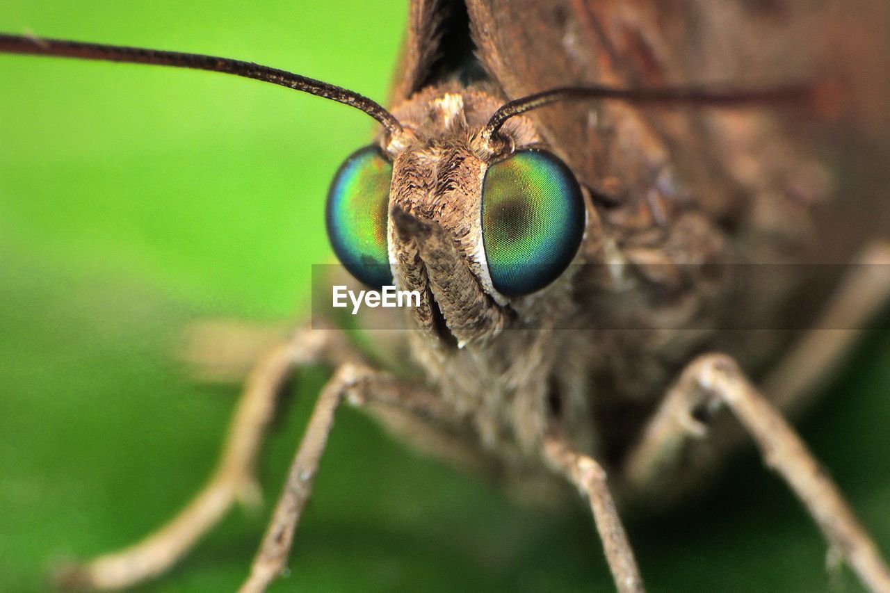 Close-up of butterfly