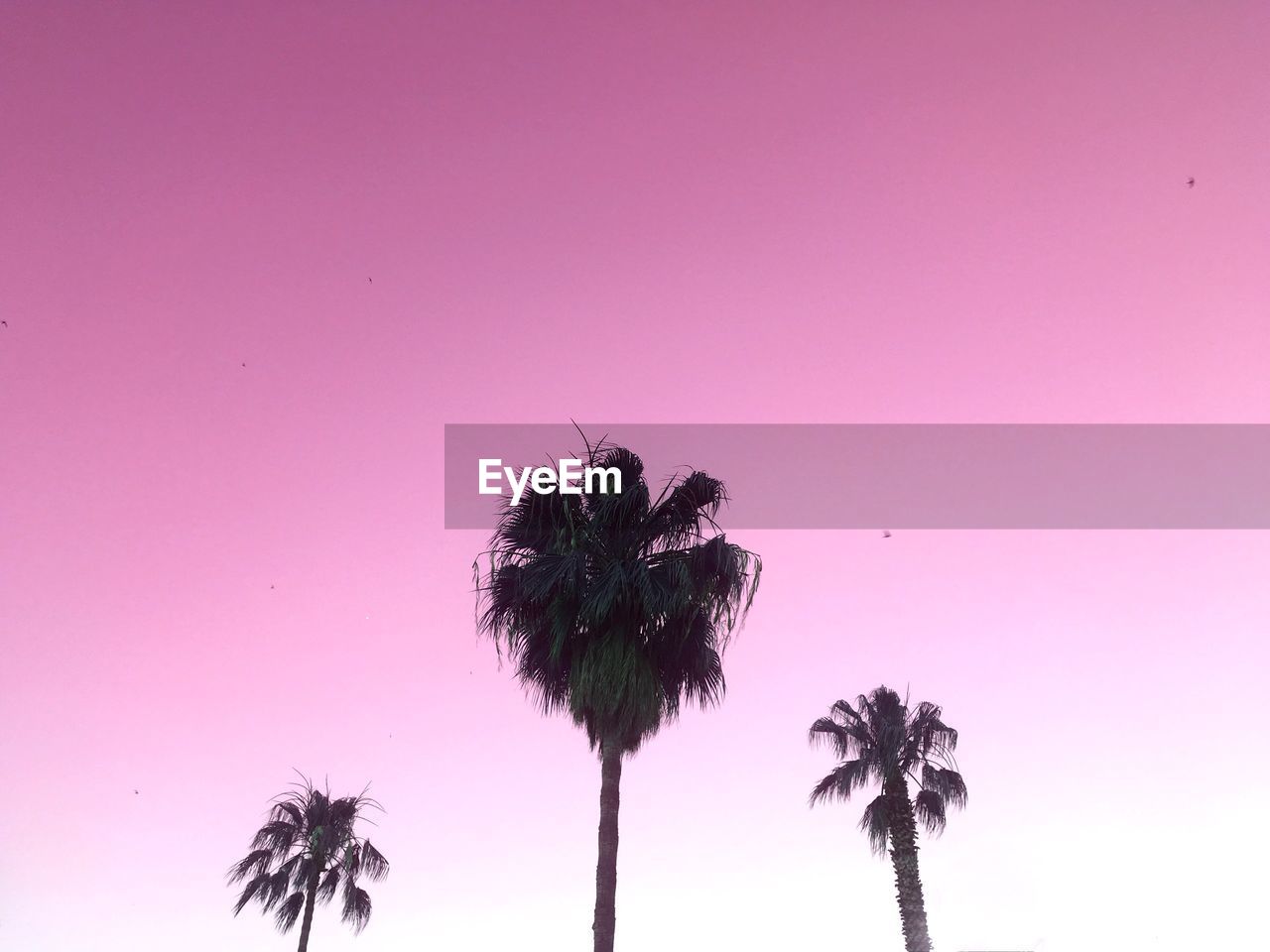 LOW ANGLE VIEW OF TREES AGAINST CLEAR SKY