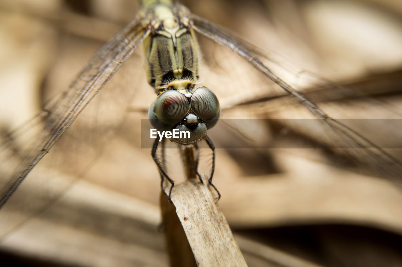 CLOSE-UP OF SPIDER