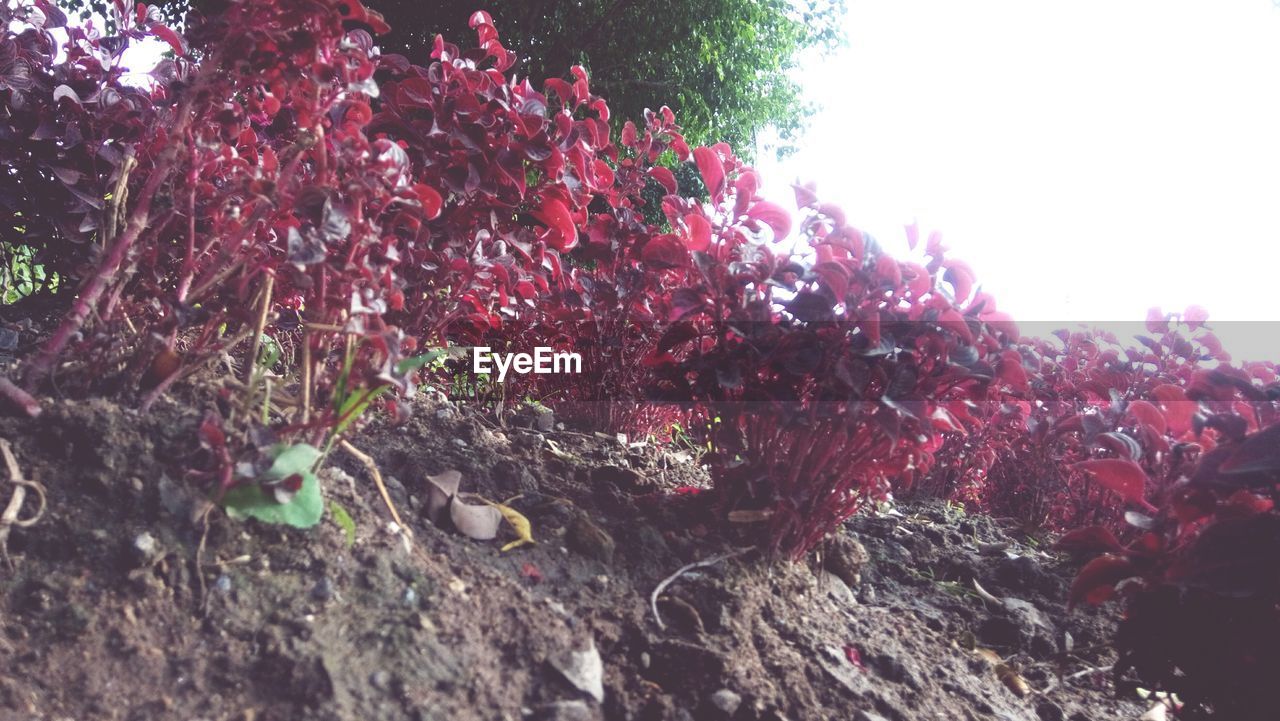 PLANTS GROWING ON TREE TRUNK