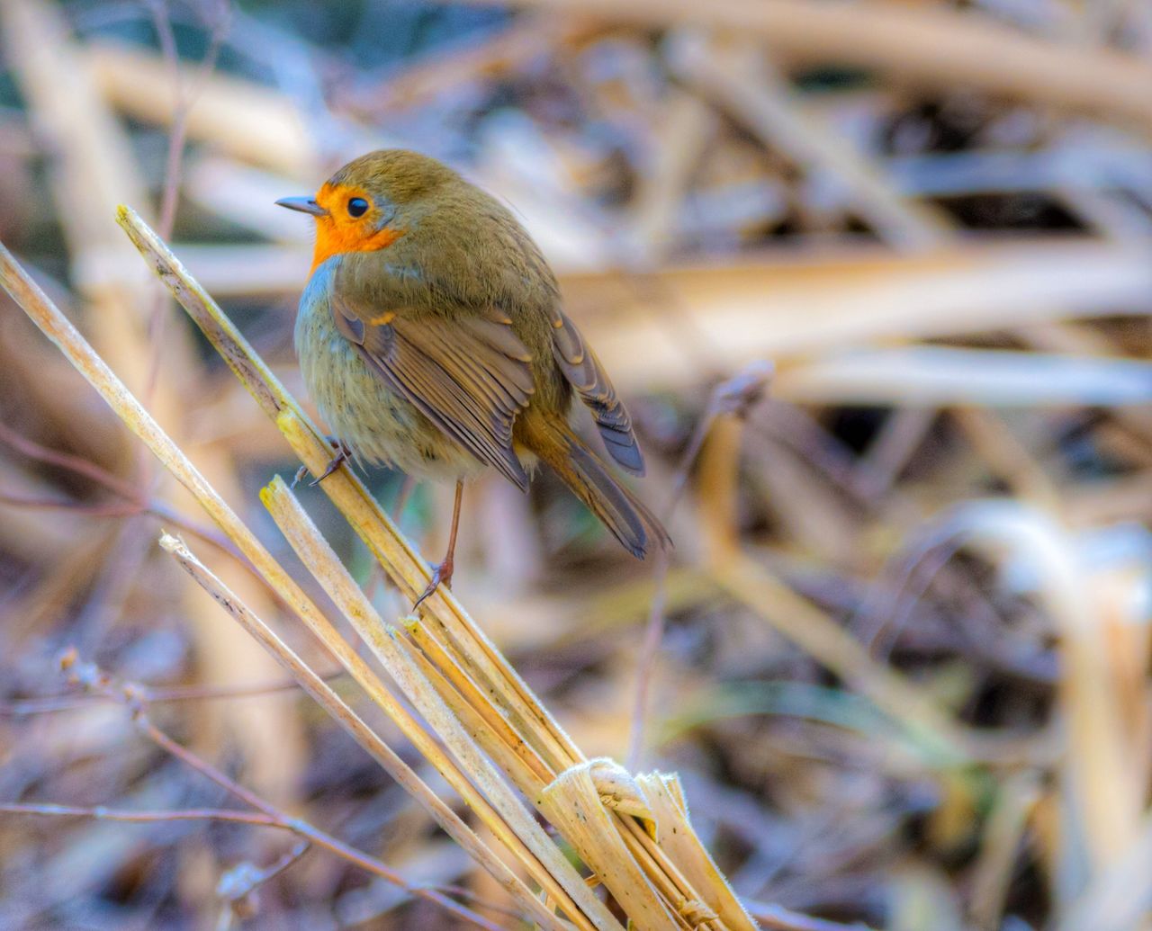 CLOSE-UP OF BIRD PERCHING ON TREE