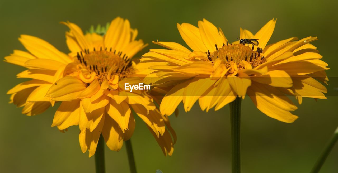 Fly on yellow flower during sunny day