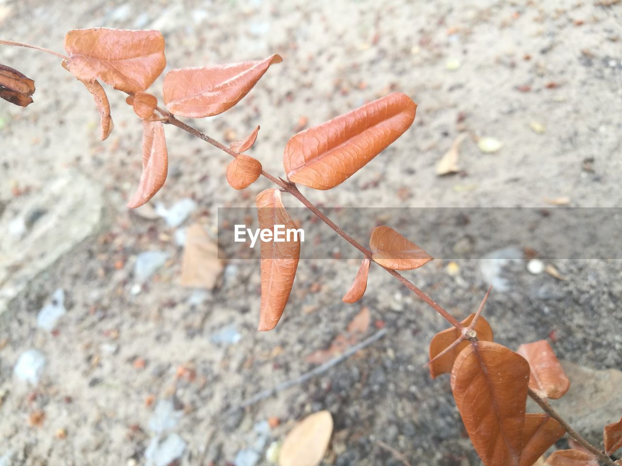 CLOSE-UP OF AUTUMN LEAVES