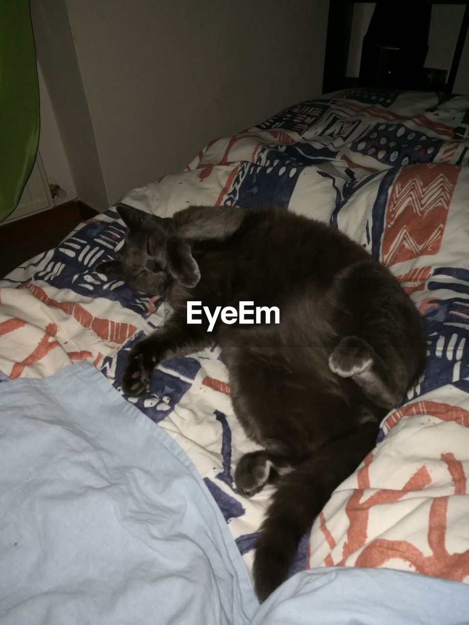 DOG RELAXING ON BED IN BEDROOM