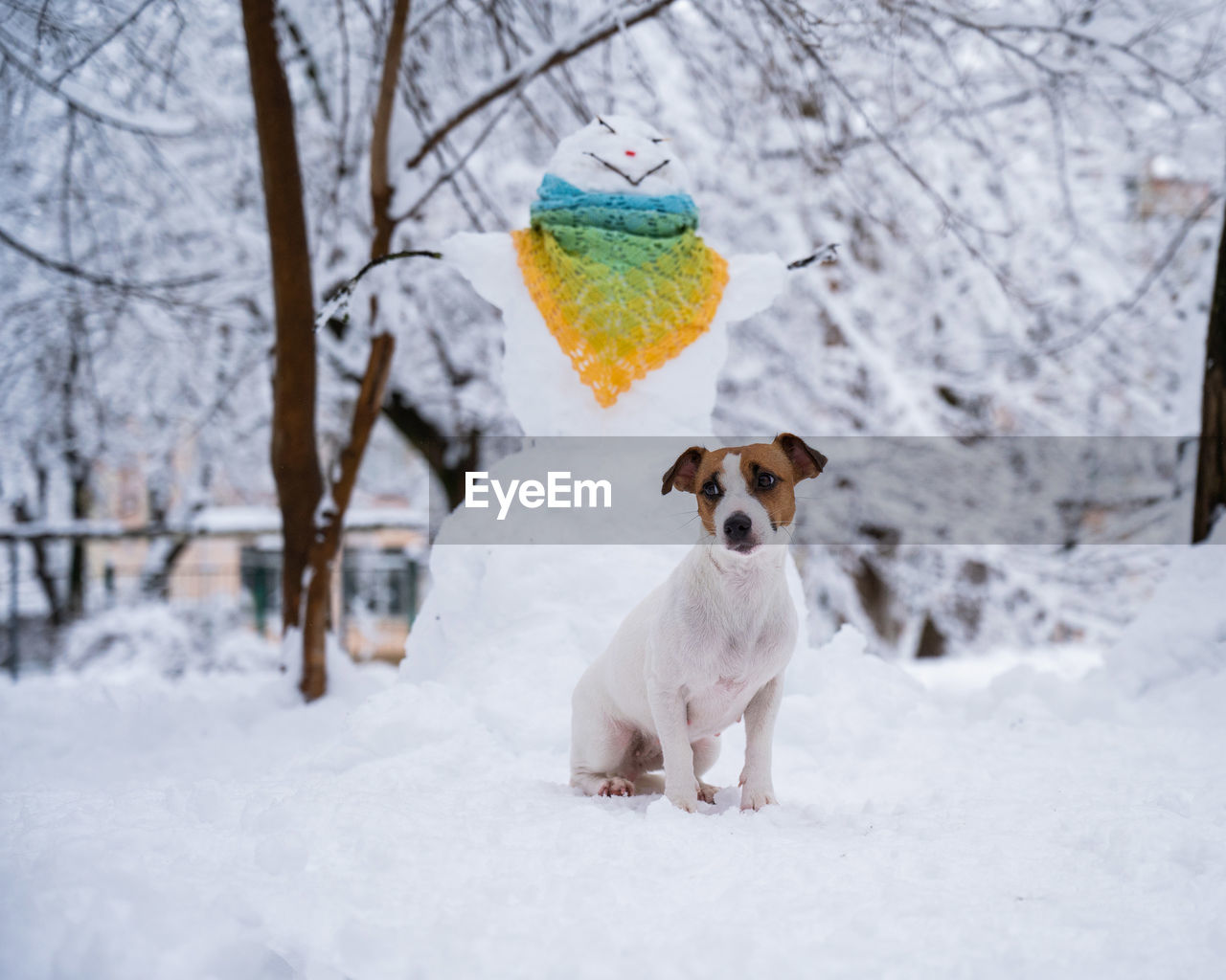 portrait of dog on snow covered field