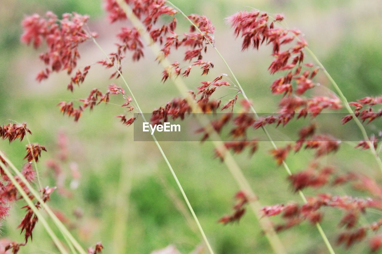 Close-up of red flowering plant