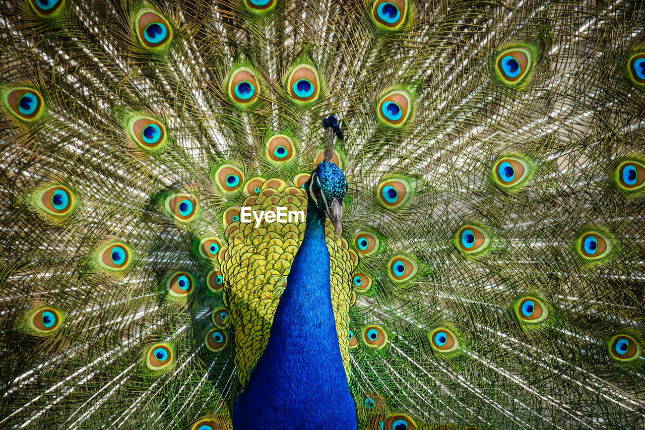 Close-up of colorful peacock
