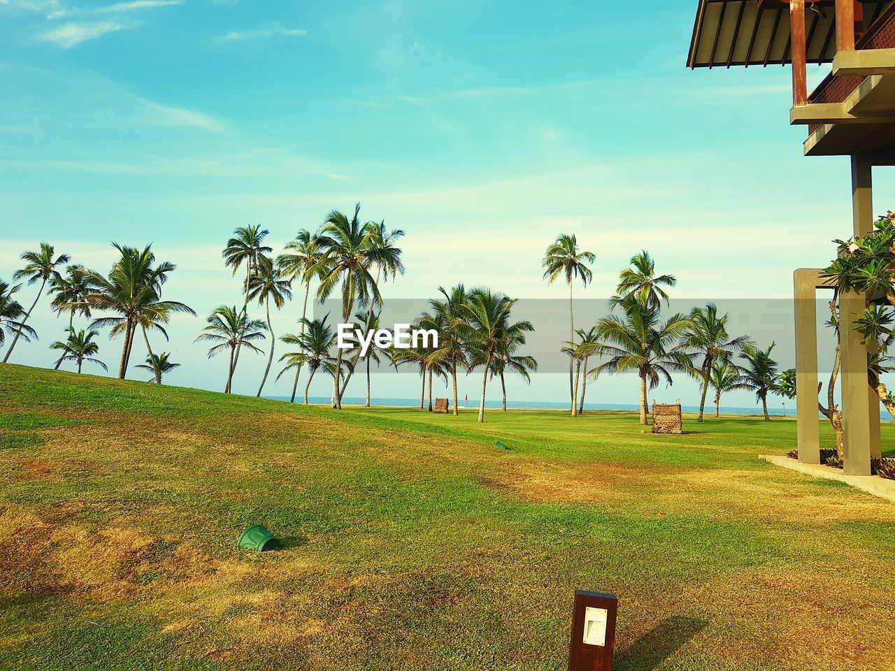 Palm trees on beach against sky