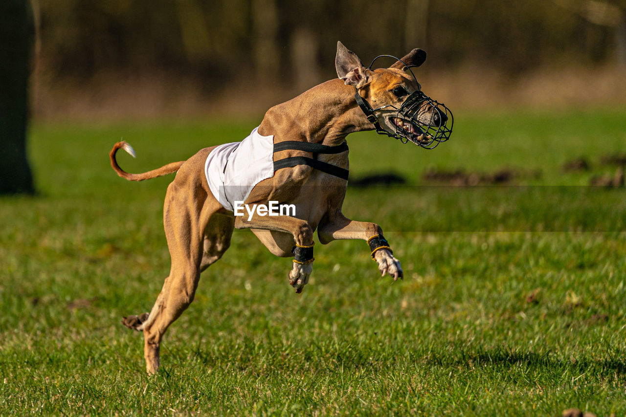 Coursing greyhound