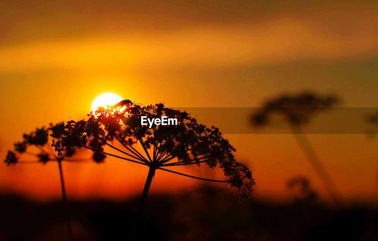 CLOSE-UP OF SILHOUETTE FLOWER AGAINST ORANGE SKY