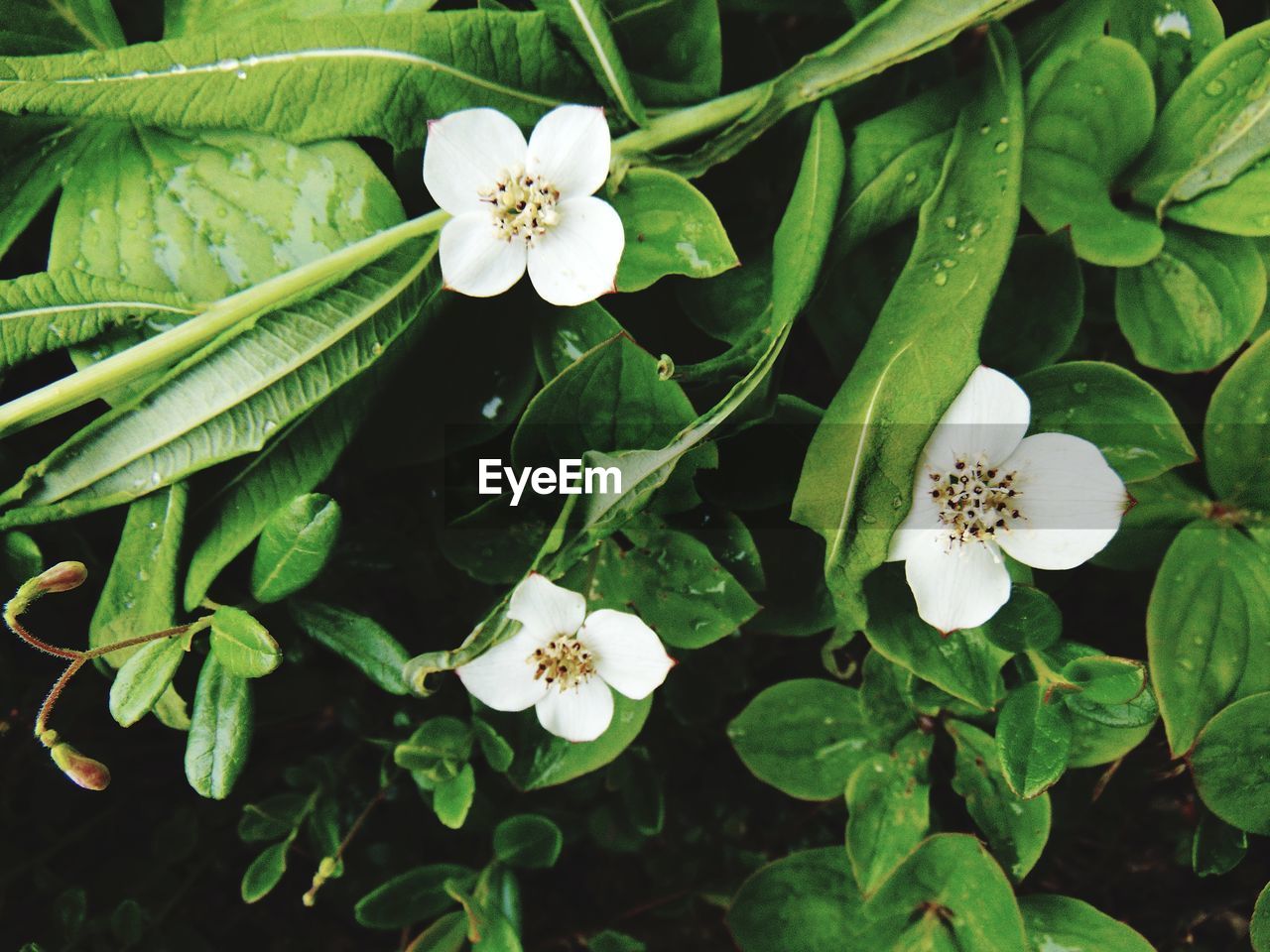 Close-up of white flowering plant