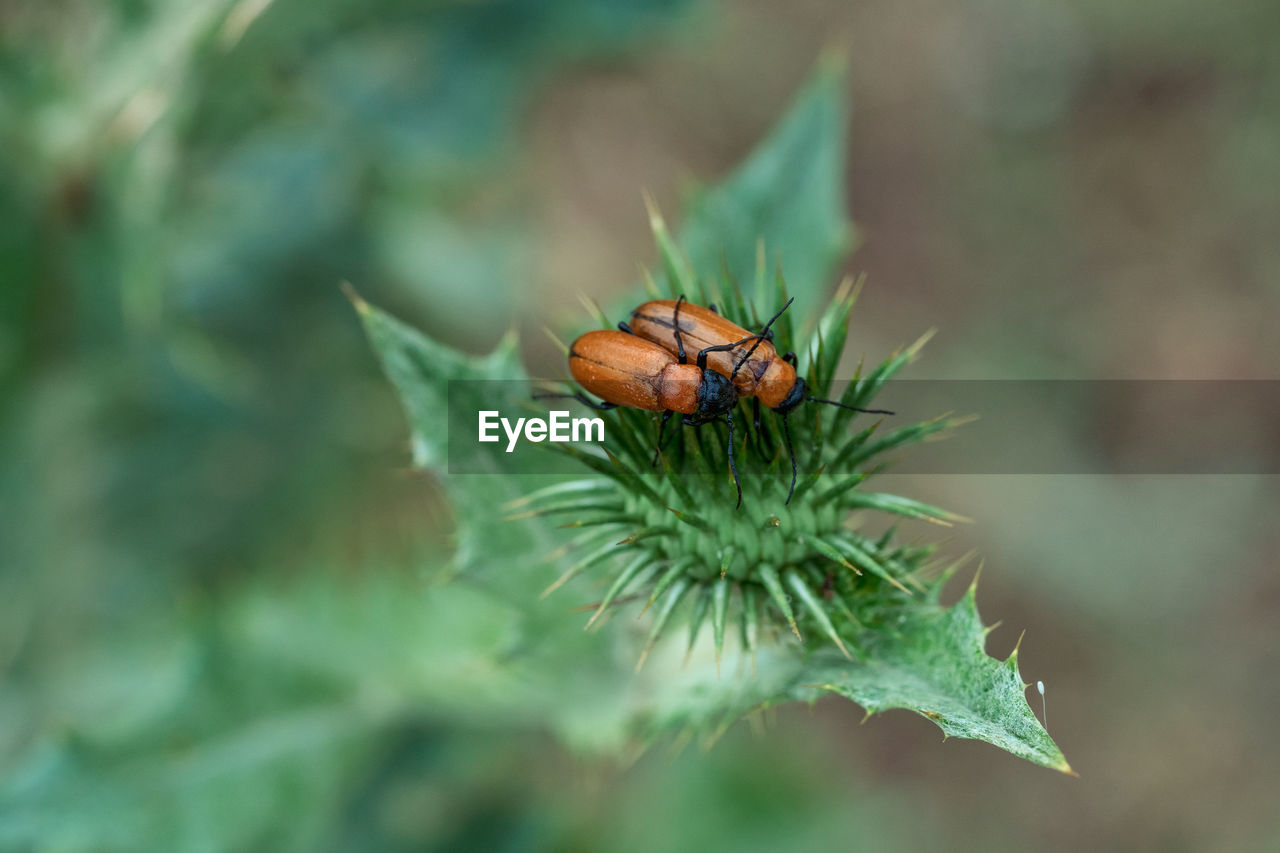 Two bugs of thorn