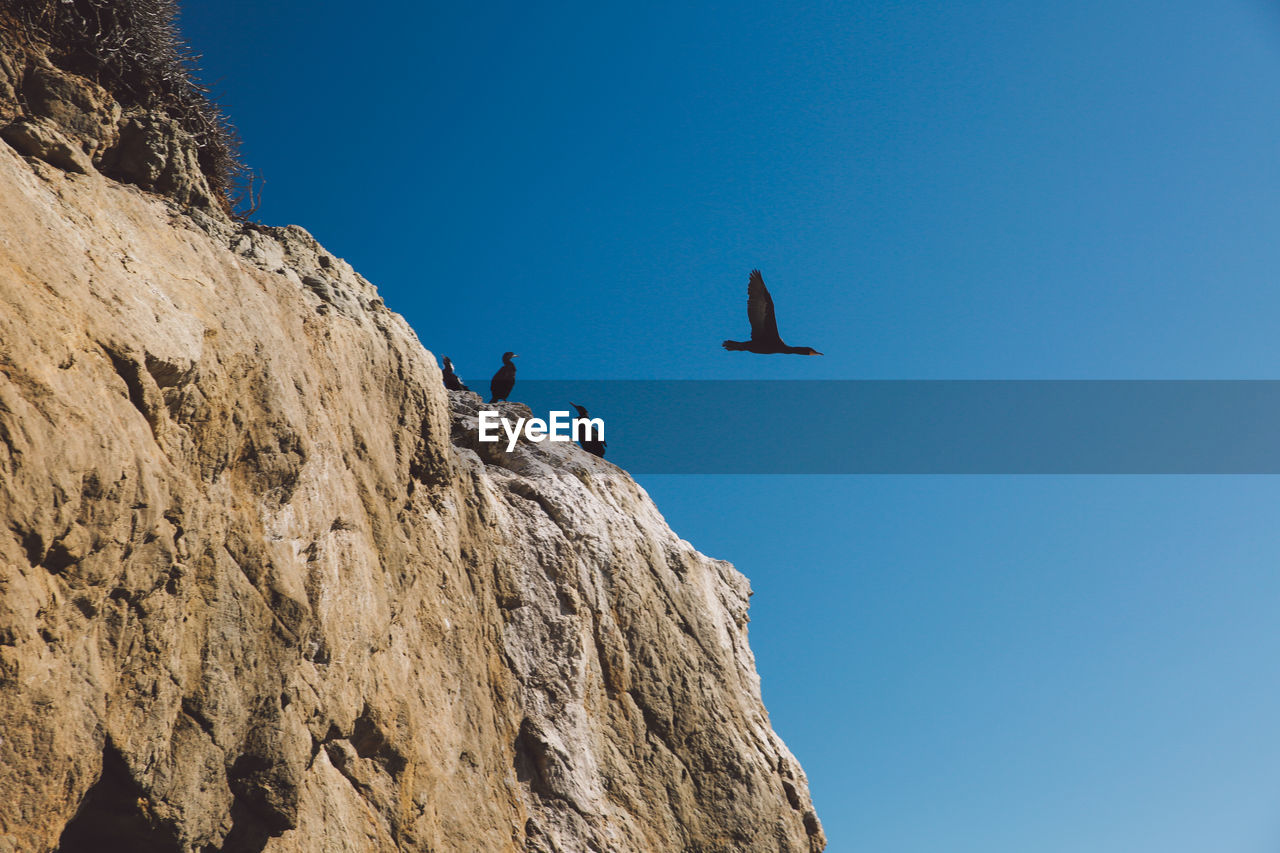Low angle view of birds perching on cliff against clear blue sky