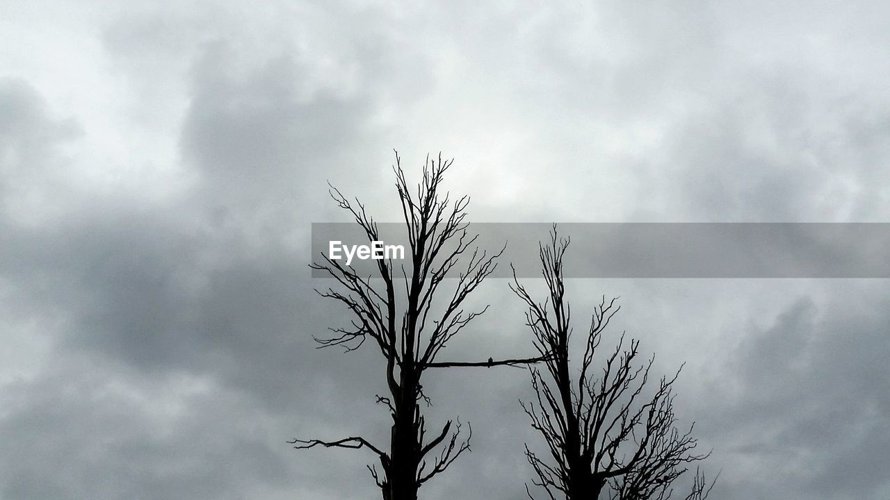 LOW ANGLE VIEW OF TREES AGAINST SKY
