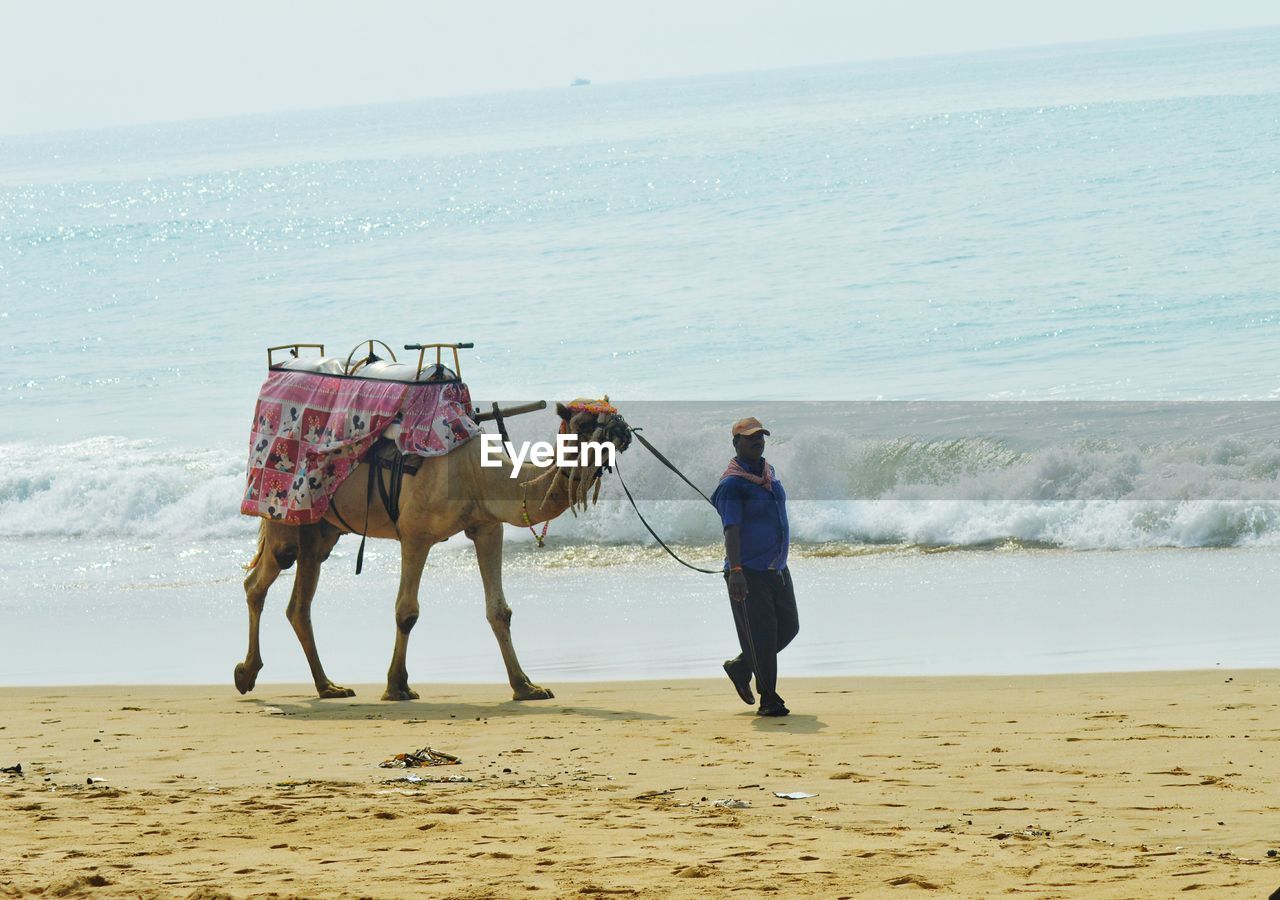 Full length of man walking with camel on beach