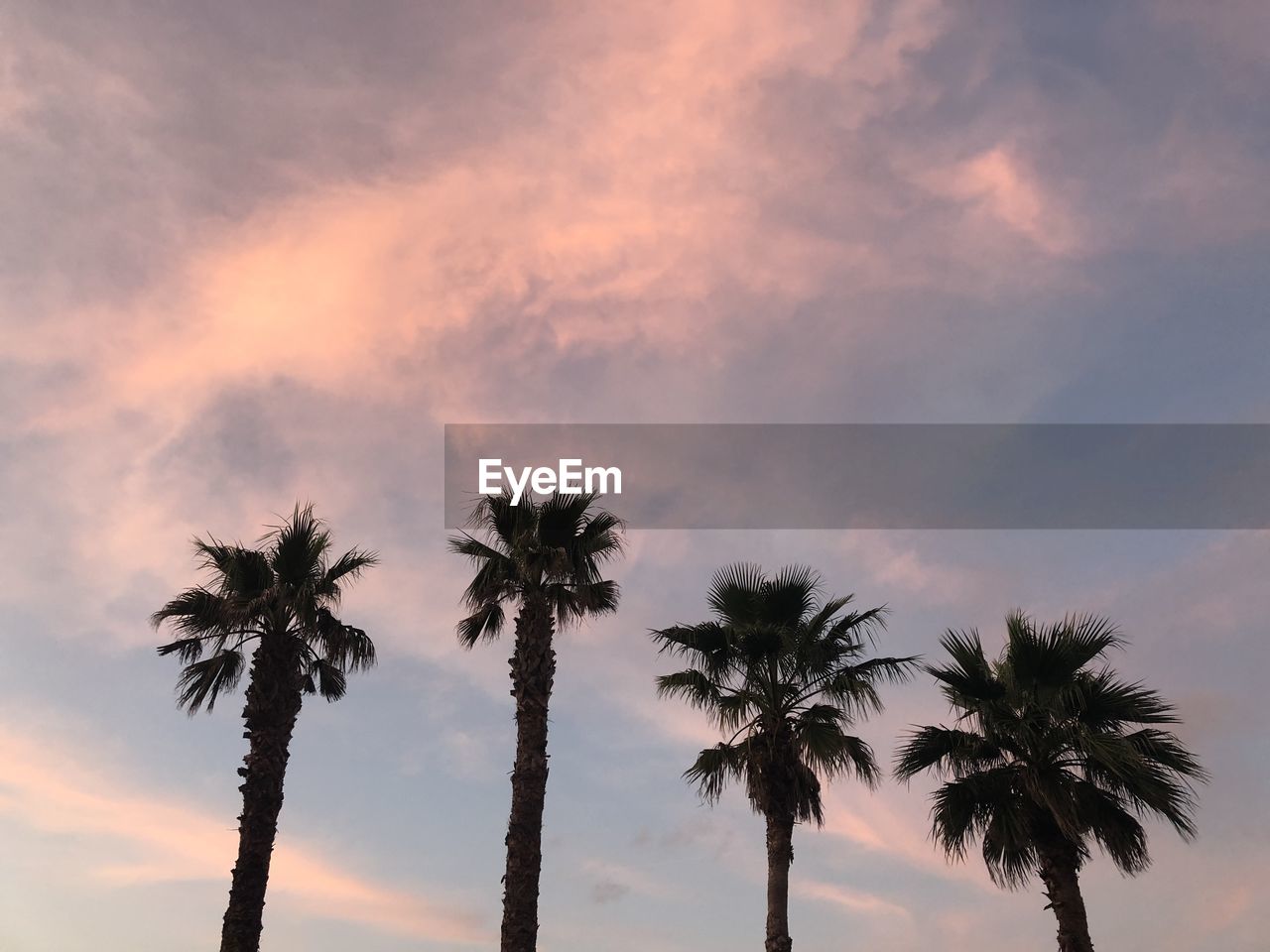 low angle view of palm tree against sky during sunset