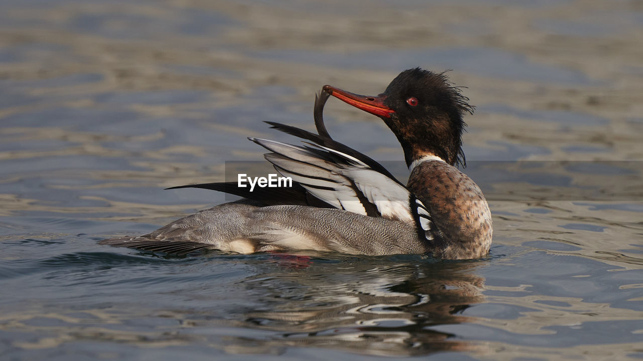 Close-up of duck swimming in lake