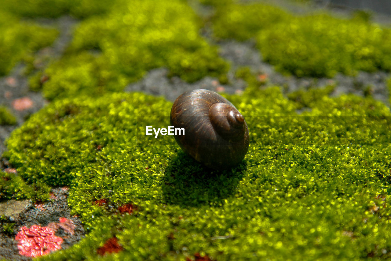 CLOSE-UP OF SNAIL ON GREEN GRASS