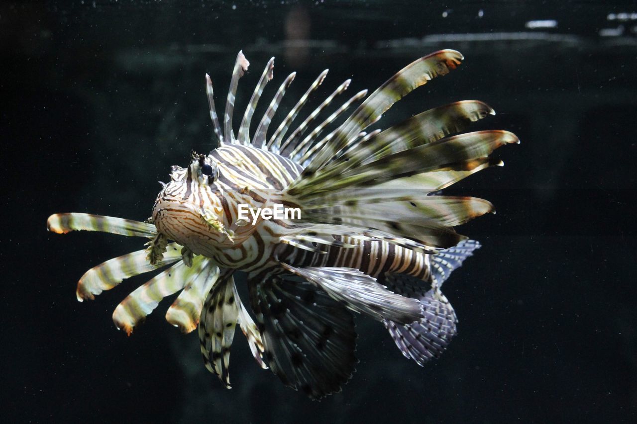 CLOSE-UP OF FISH UNDERWATER