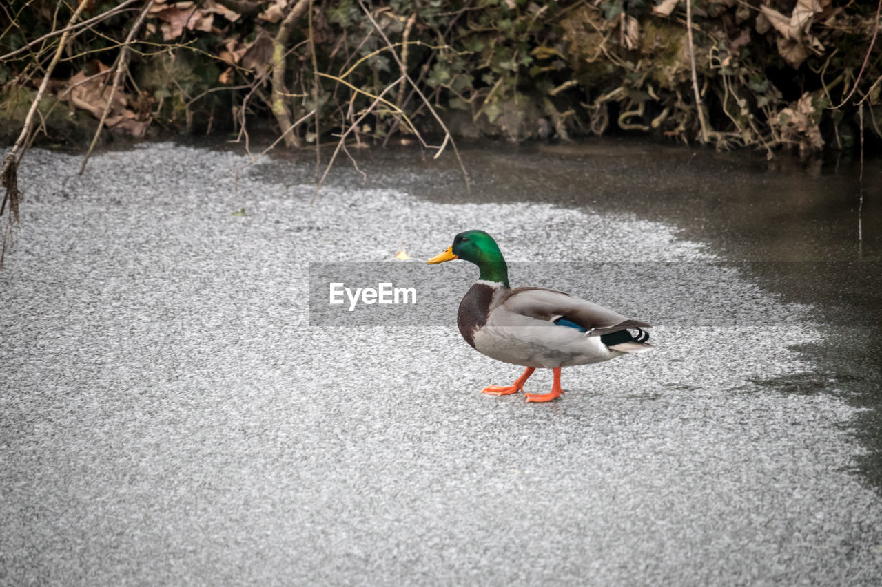 DUCK PERCHING ON GRASS