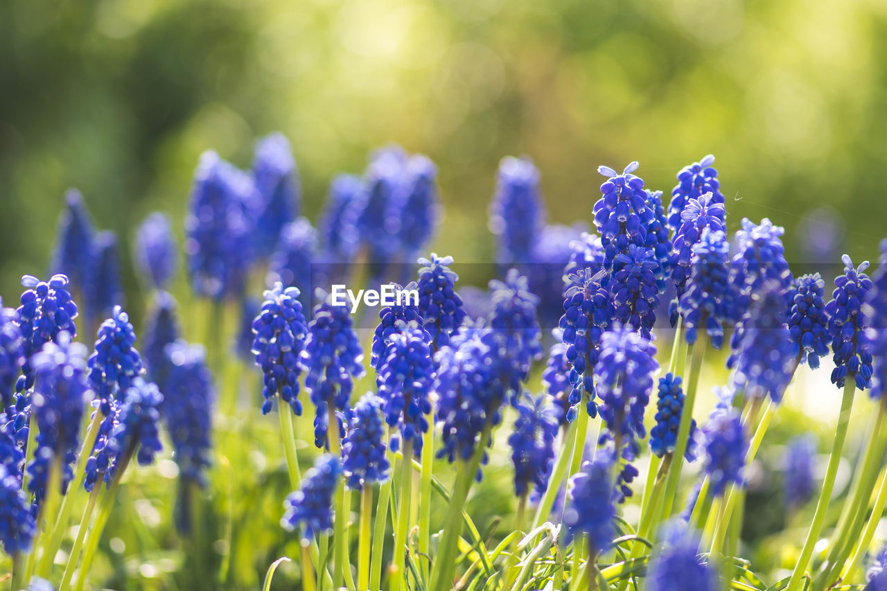 Beautiful flowers, blue grape hyacinth or bluebells, muscari flower in spring, perennial bulbous 