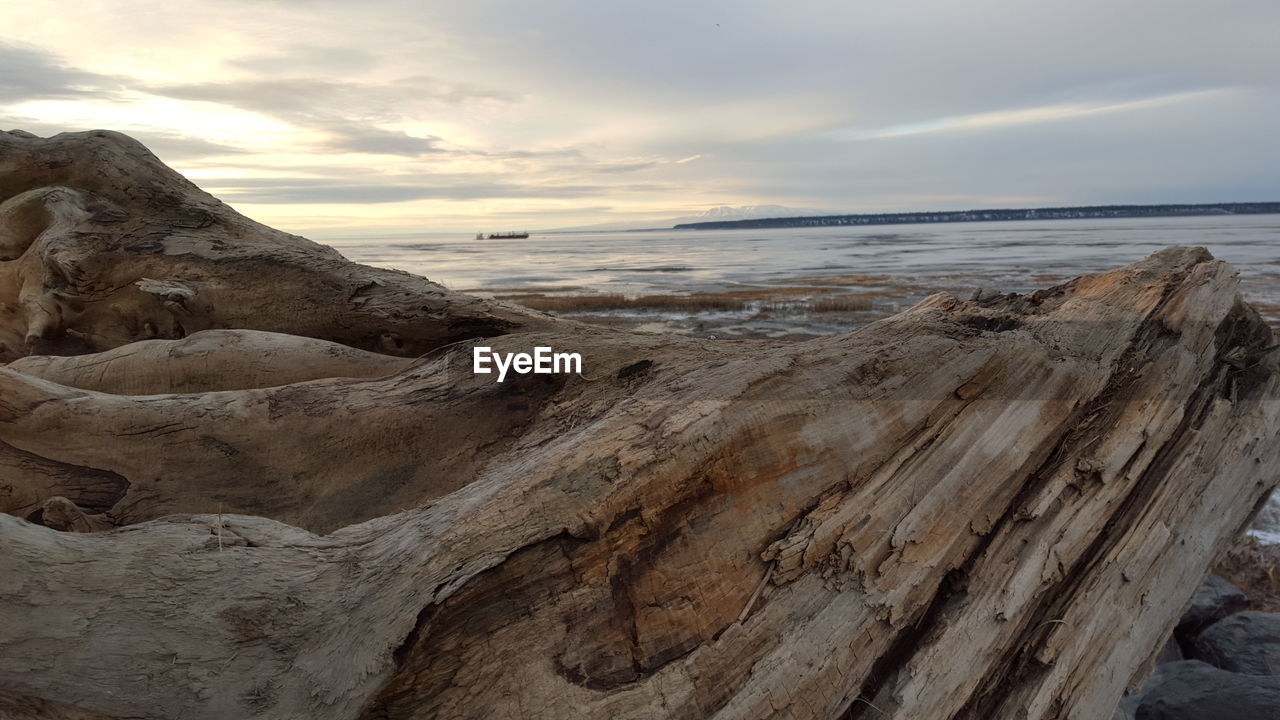 Close-up of driftwood at beach against sky during winter