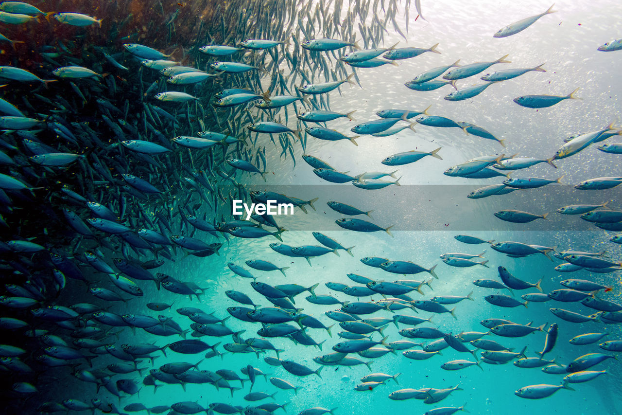 VIEW OF FISH SWIMMING IN SEA
