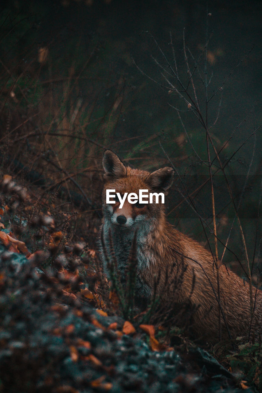Portrait of a wild fox
