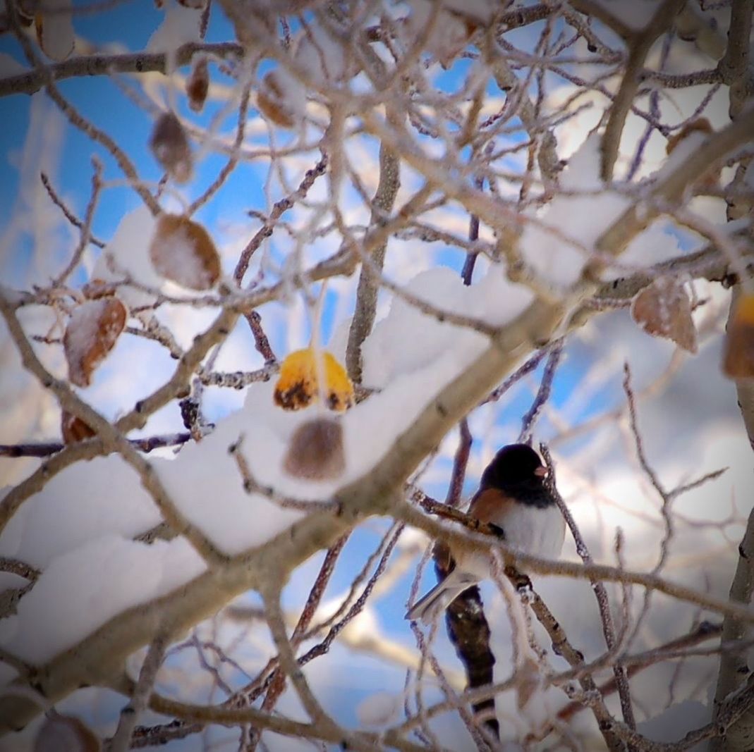 Bird amidst branch during winter