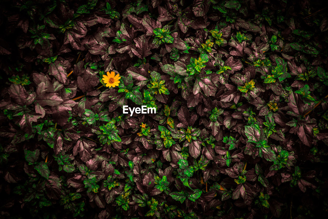 High angle view of flowering plants and leaves