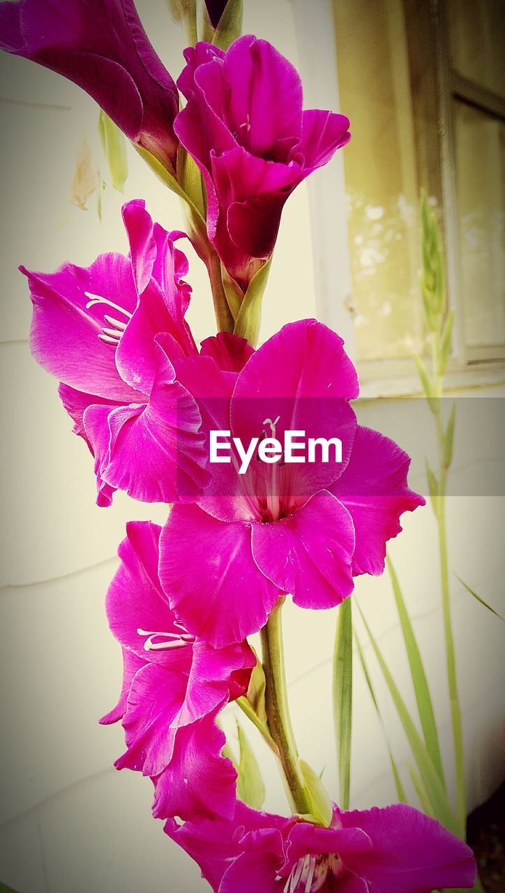 CLOSE-UP OF PINK FLOWERS BLOOMING