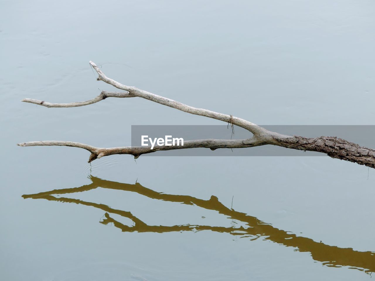 BARE TREE BY LAKE AGAINST CLEAR SKY DURING WINTER