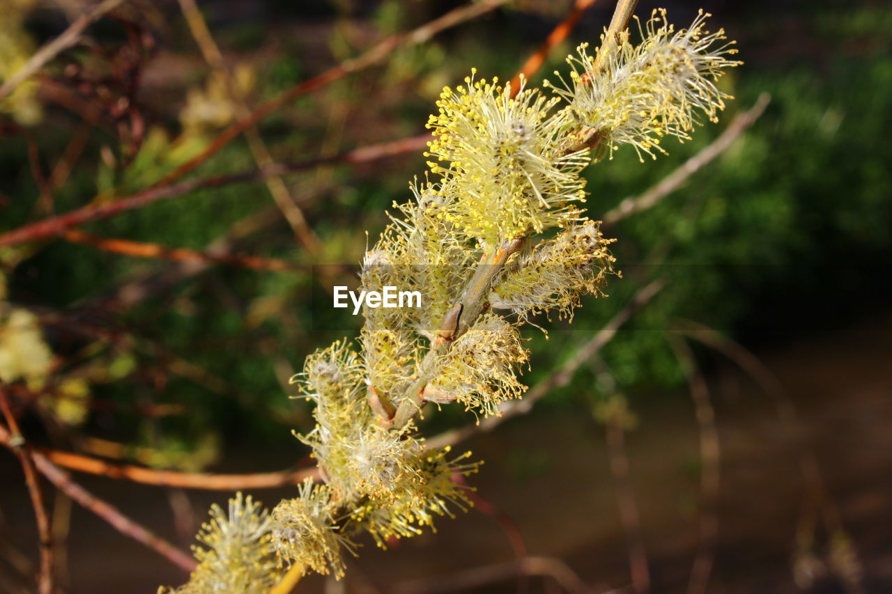 CLOSE-UP OF PLANT GROWING ON TWIG