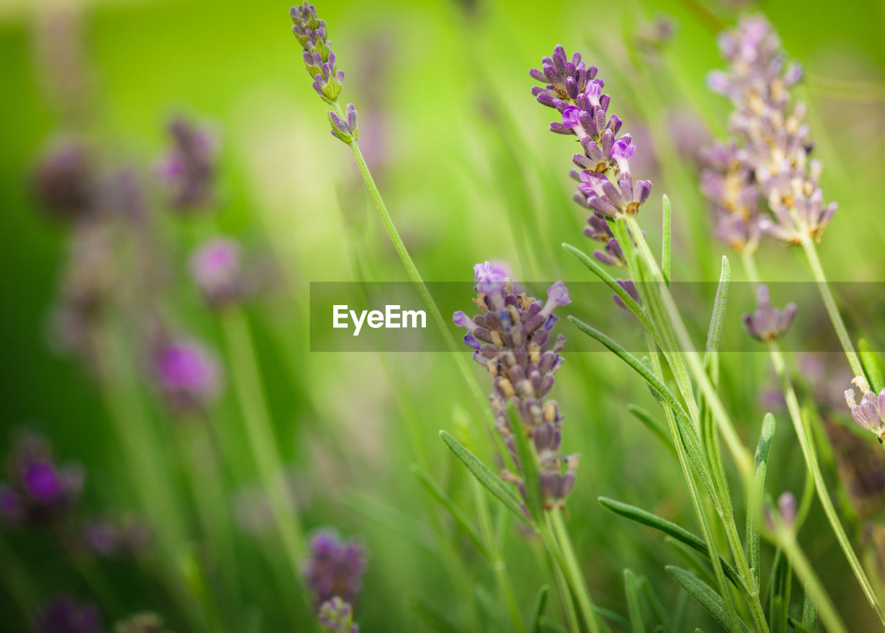 CLOSE-UP OF PURPLE FLOWERING PLANT