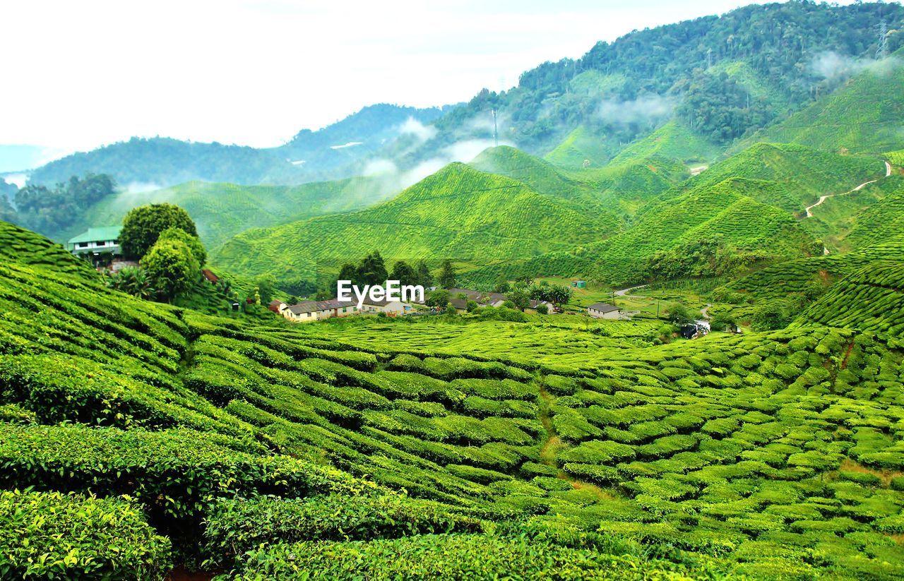 Full frame shot of rice field