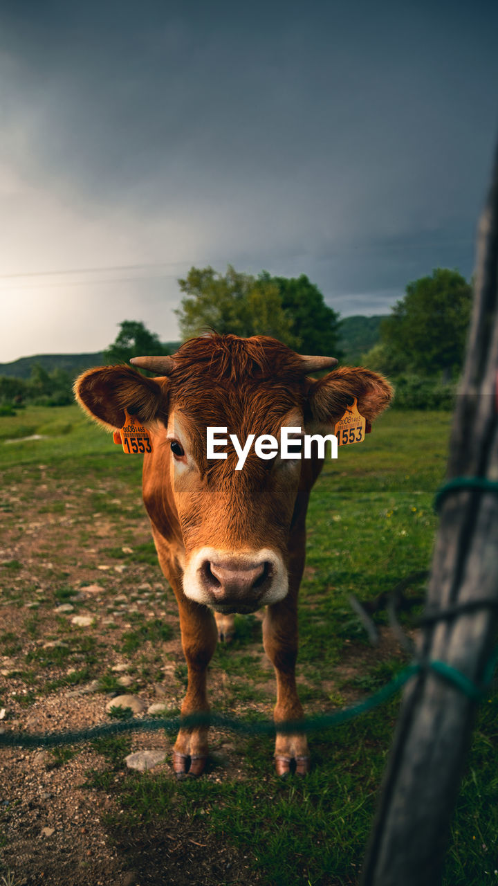 Cow standing in a field