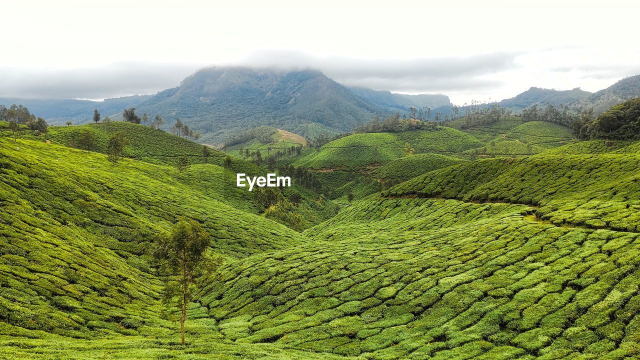 Scenic view of tea plantation on hills