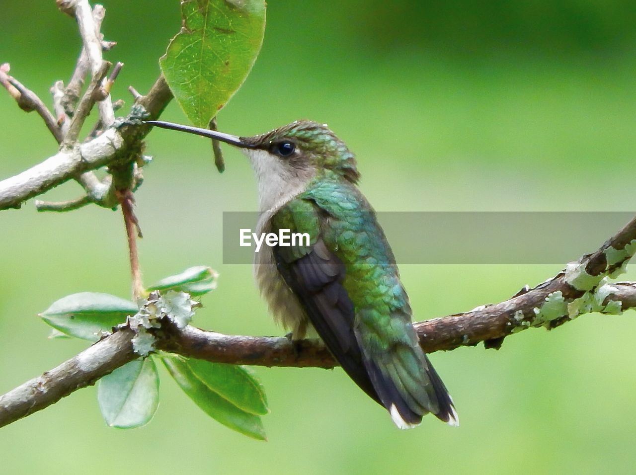 Close-up of green hummingbird perching on branch