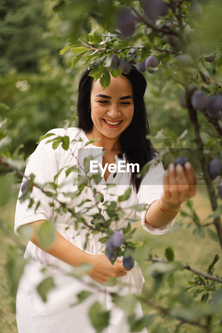 Woman picking plum in garden. traditional collecting organic fruit.