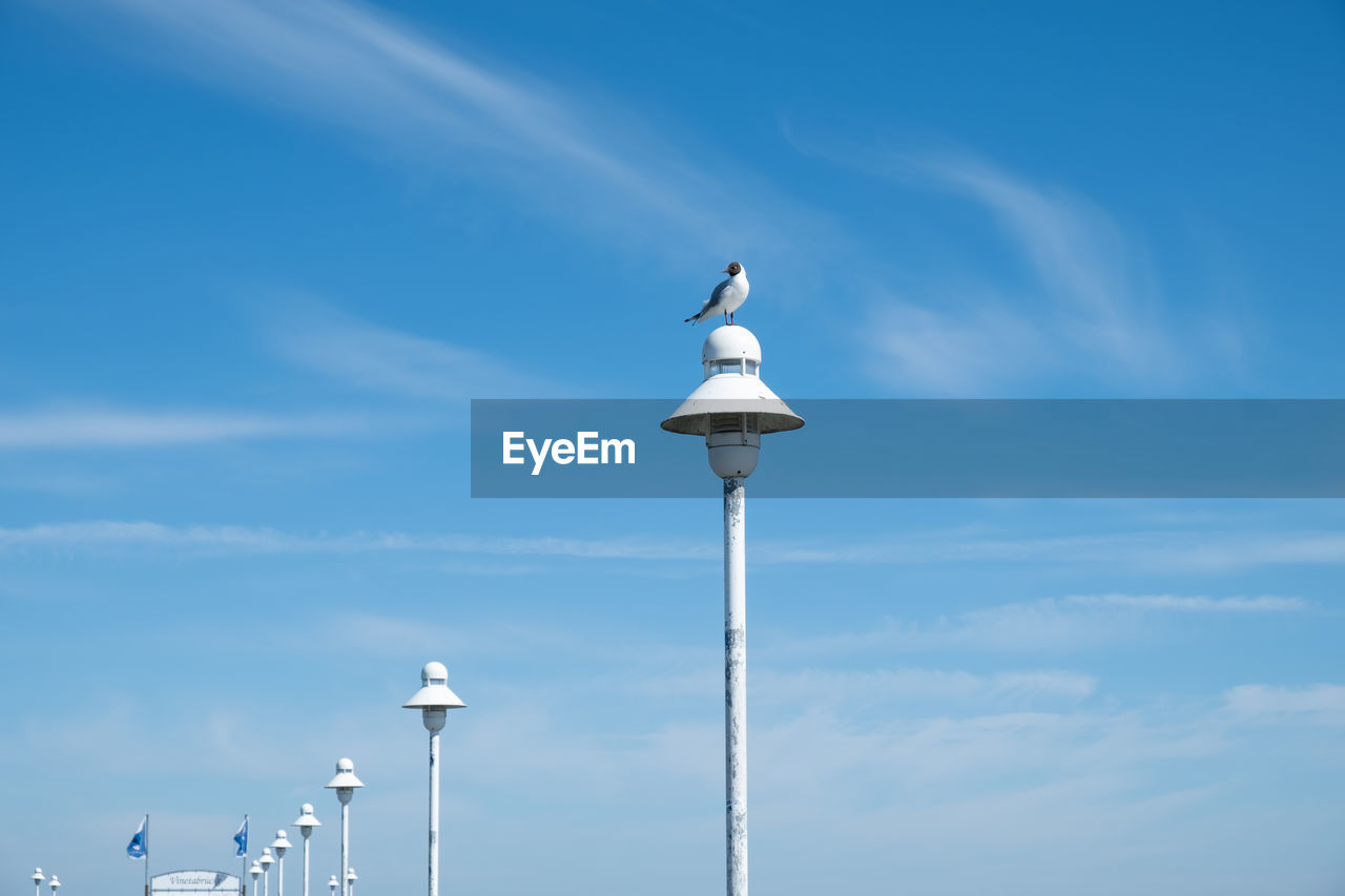 LOW ANGLE VIEW OF SEAGULLS PERCHING ON STREET LIGHT