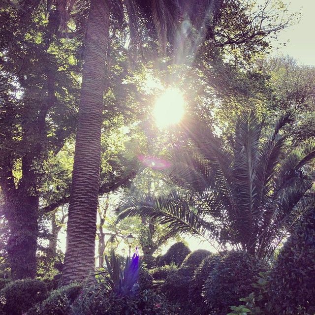 SUN SHINING THROUGH TREES ON SUNNY DAY