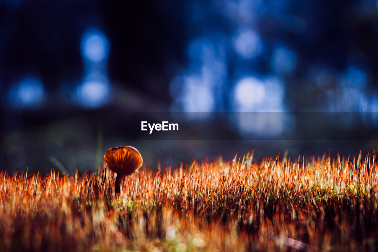 Mushroom growing in the moss