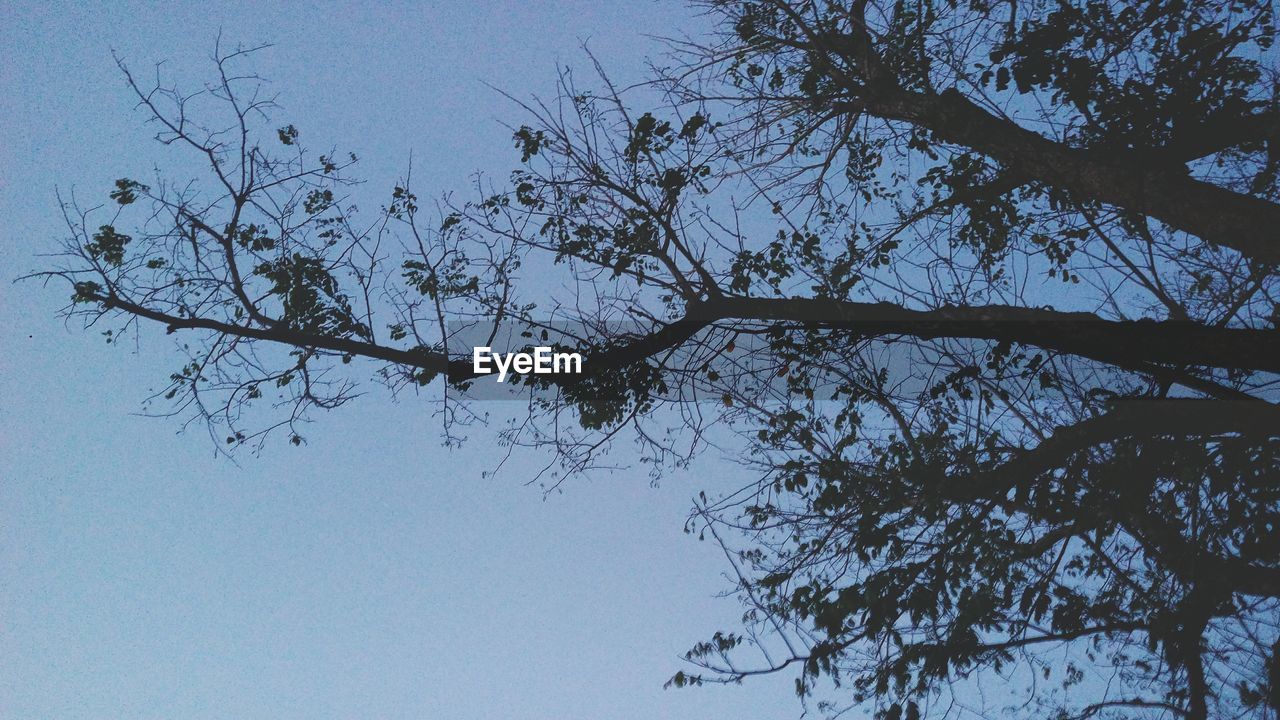 LOW ANGLE VIEW OF BRANCHES AGAINST SKY