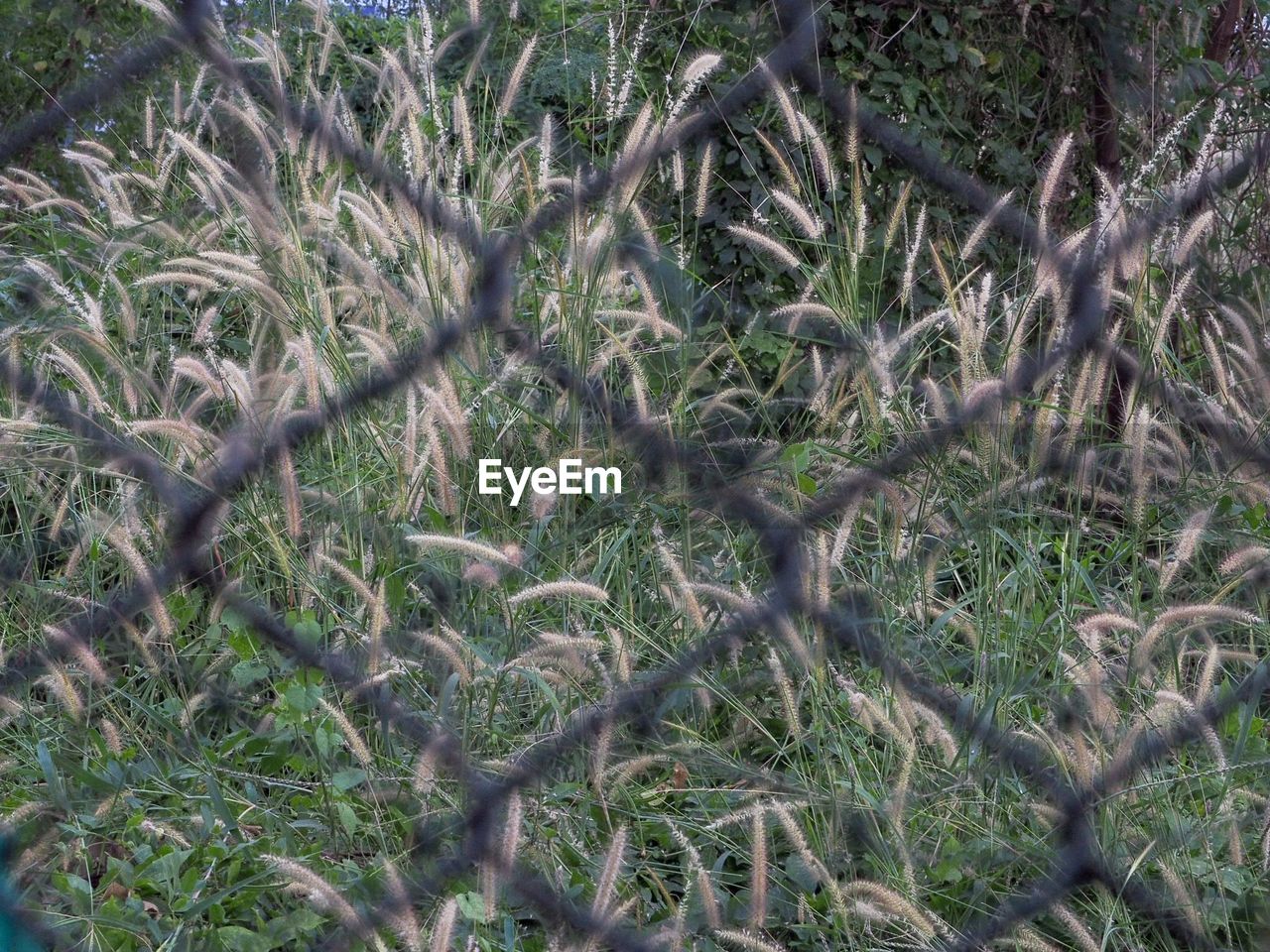 FULL FRAME SHOT OF PLANTS ON FIELD