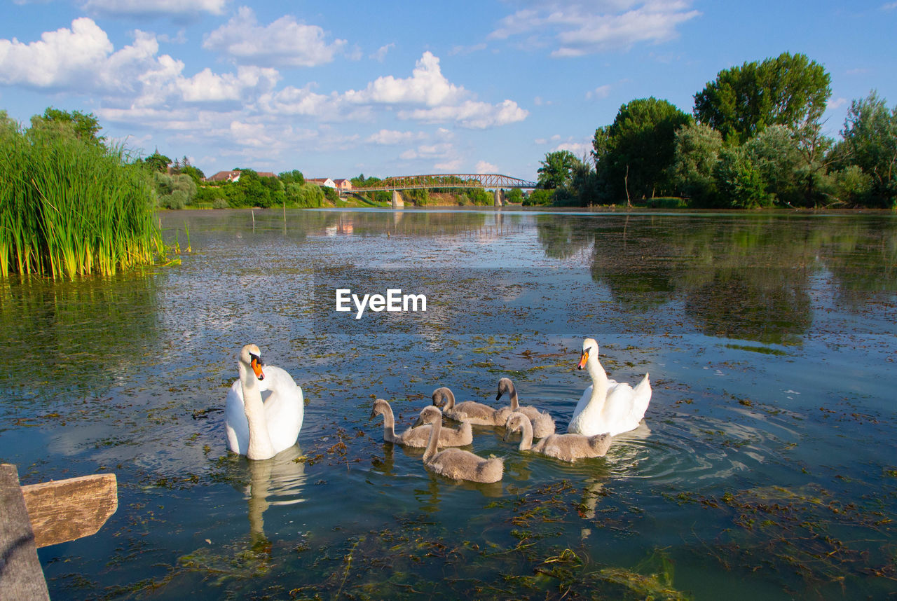 SWANS FLOATING ON WATER