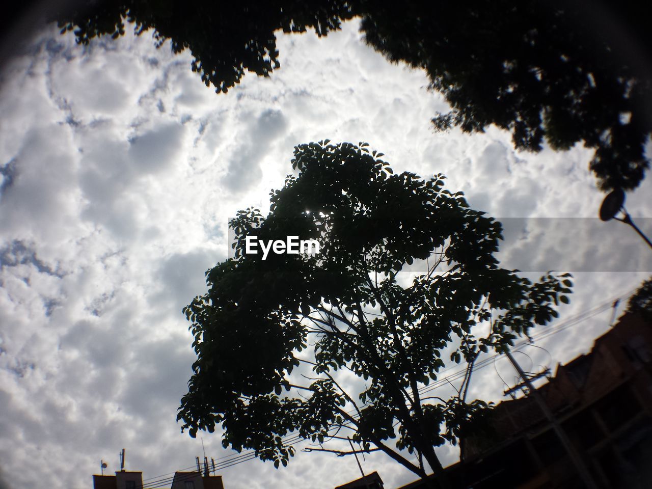 LOW ANGLE VIEW OF TREE AGAINST CLOUDY SKY